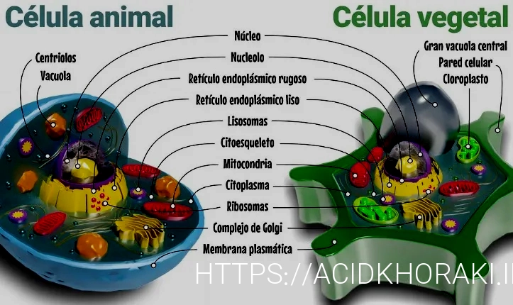 What do animals eatanimal diets