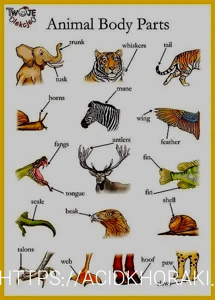 What do animals eat